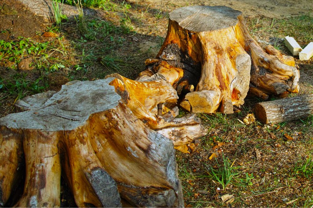 cut-down-trees