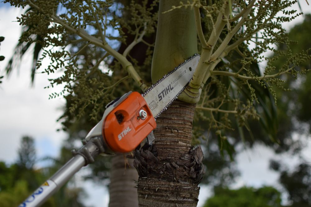 trimming-palm-trees