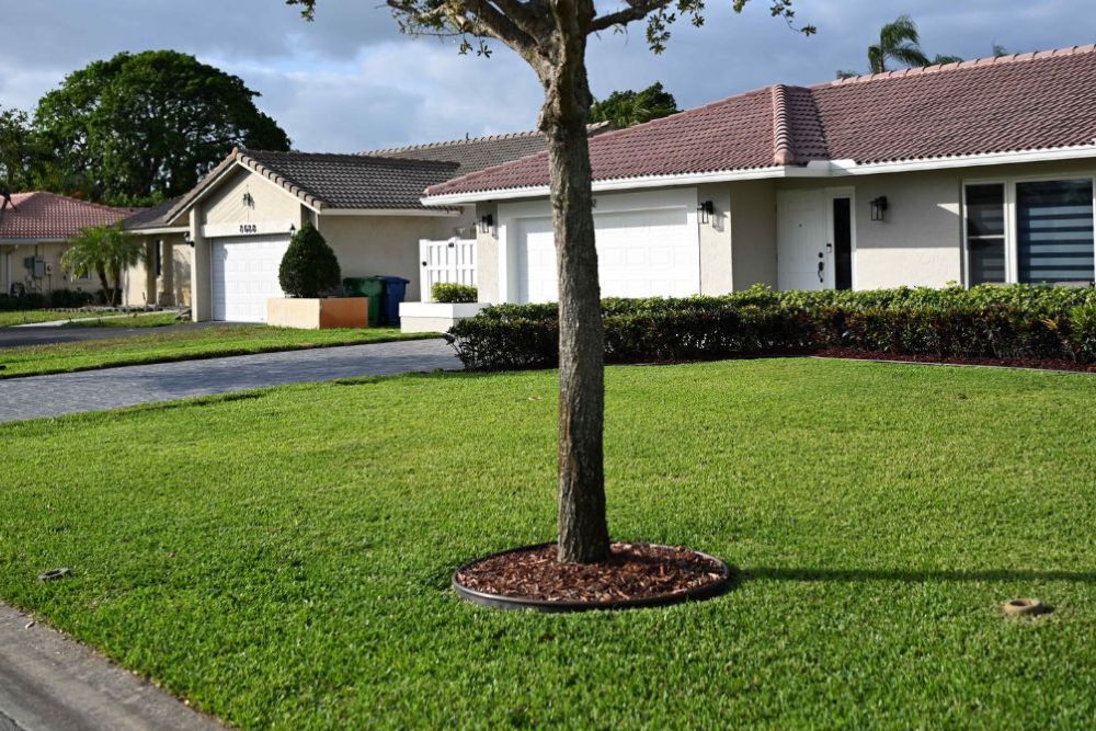 freshly-planted-tree