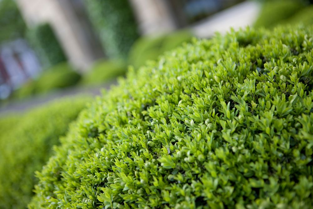 trimmed-hedges